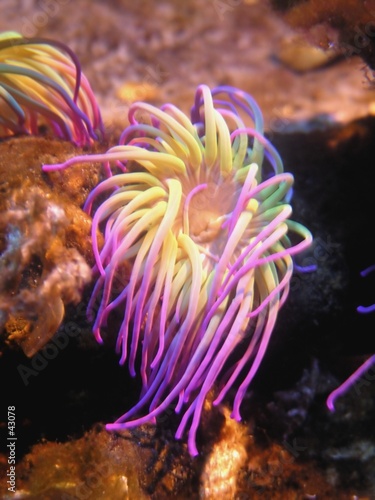 sea anemone #43078