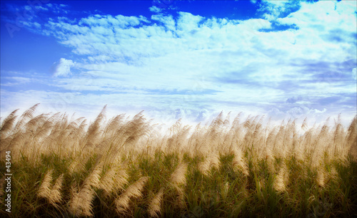 canefield in flower photo