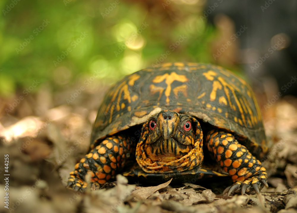 Obraz premium box turtle