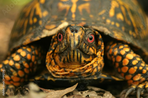 box turtle close-up