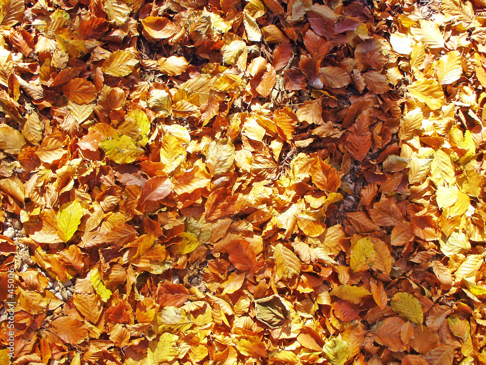 autumns