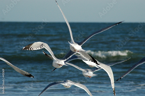 seagulls on daytona beach, flori