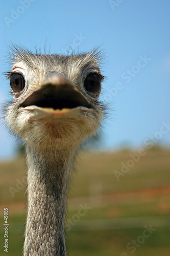 emu close-up © Jamie Wilson