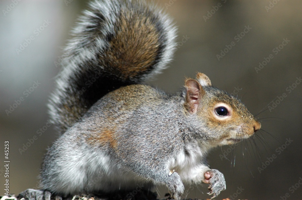 squirrel looking at you squirrel looking at you