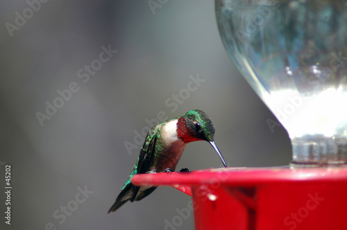 hummingbird at the feeder