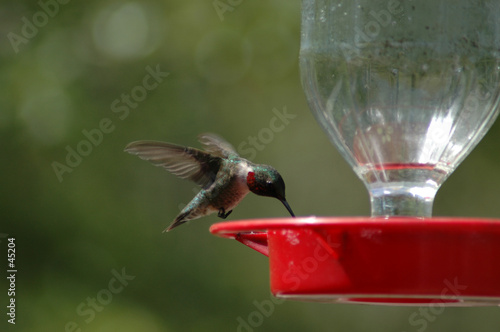 humming bird