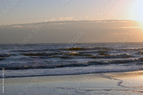 seagulls on daytona beach, florida