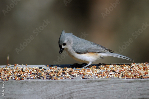 carolina blue bird