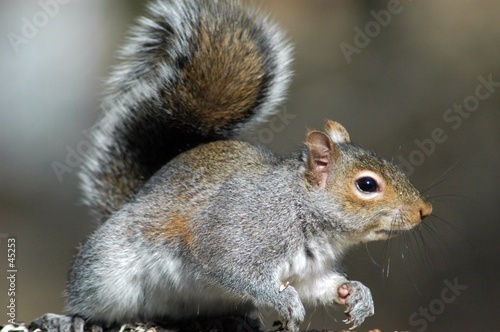 squirrel looking at you