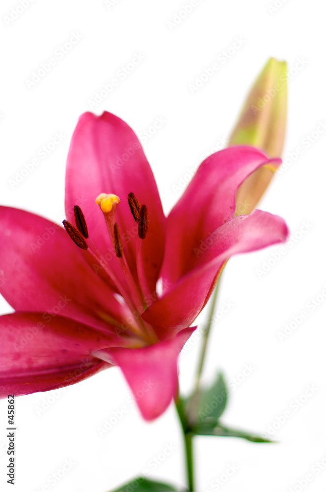 a lily isolated over white a lily isolated over white