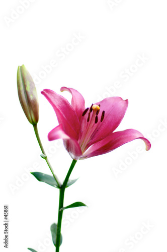 a lily isolated over white