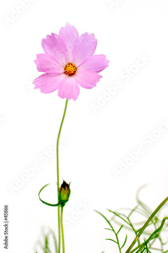 cosmos sulphureus