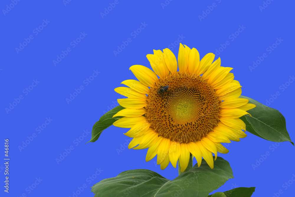 isolated sunflower isolated sunflower