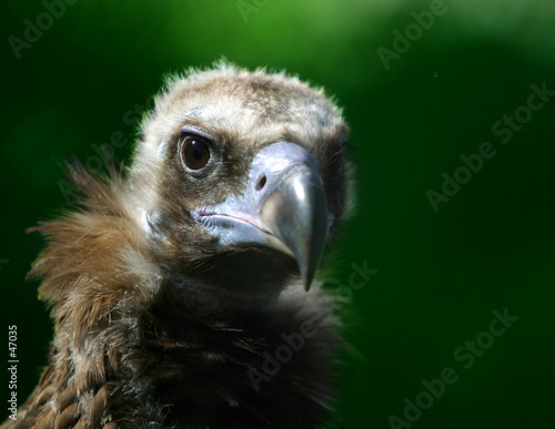 Fotografi future eagle