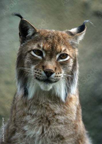 Photography portrait lynx