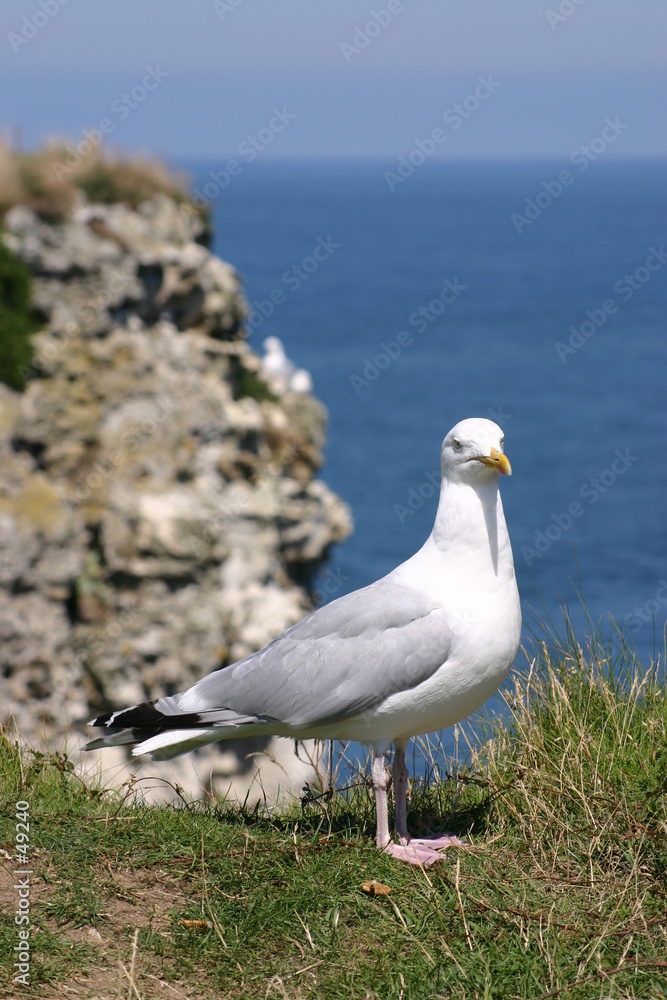mouette devant falaise mouette devant falaise