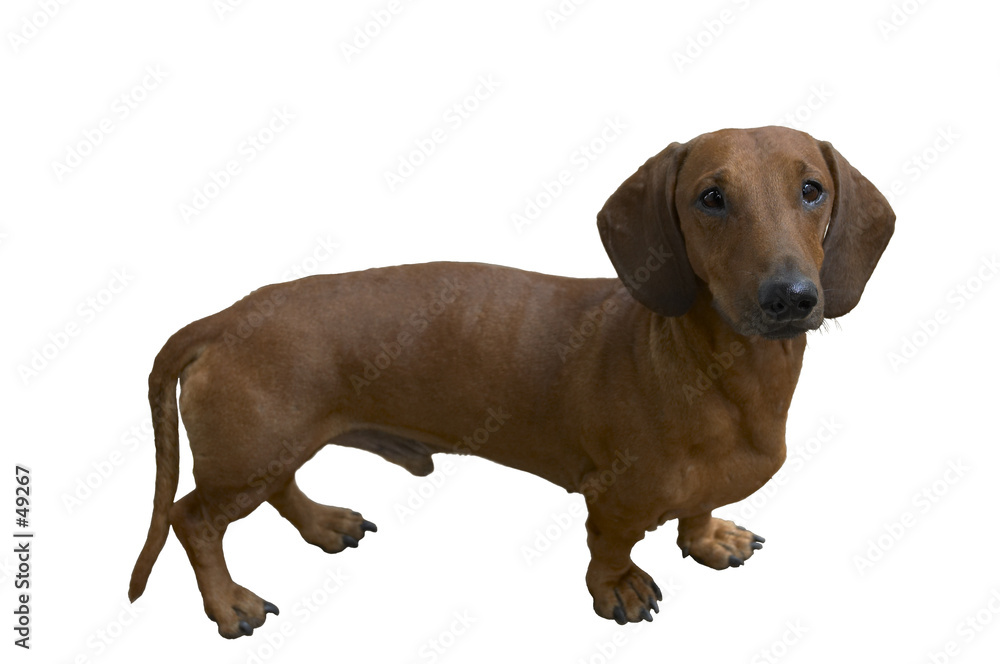 pretty dachshund