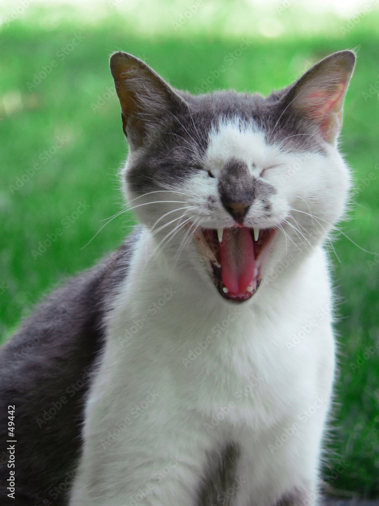 yawning or laughing cat