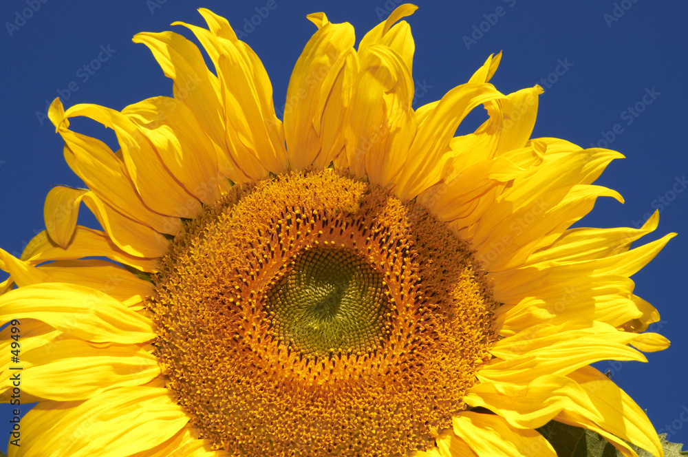 Fototapeta premium nice sunflower