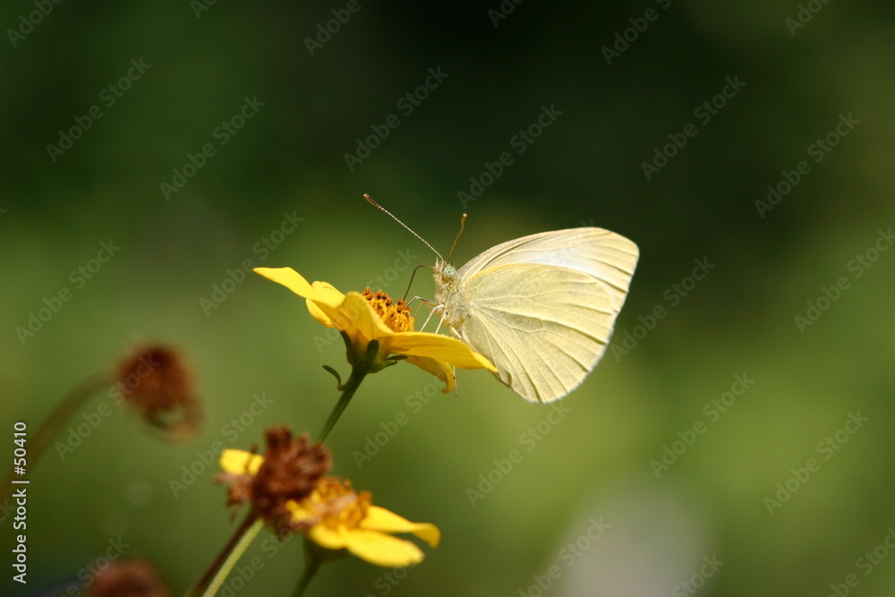 papillon 4 papillon 4