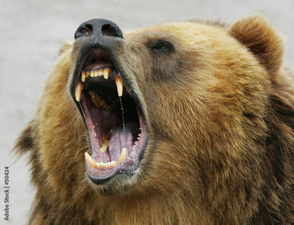 shouting bear Stock Photo | Adobe Stock