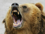 shouting bear
