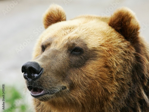 self-satisfied bear