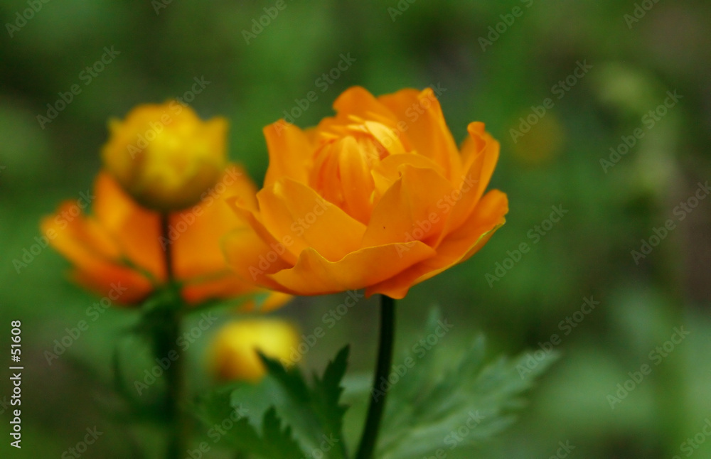 first flower first flower