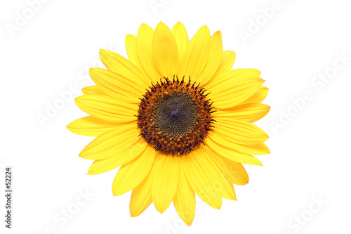 sunflower macro over white