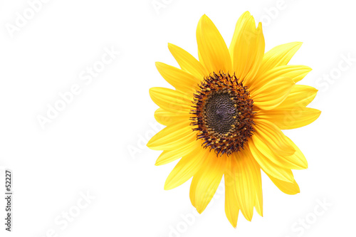 sunflower angled over white
