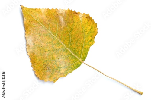 leaf