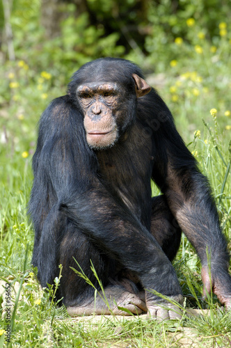 chimpanzé