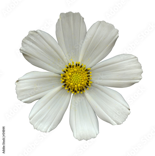 white flower head isolated:romwhite
