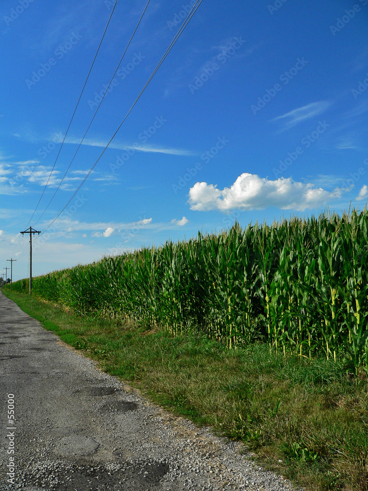 cornfield by country road