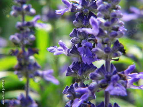 macro garden background