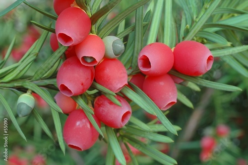 Fotografia yew-tree berries