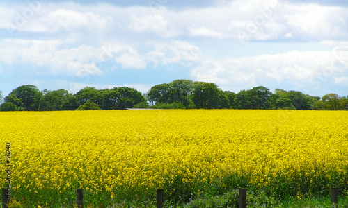 rapeseed