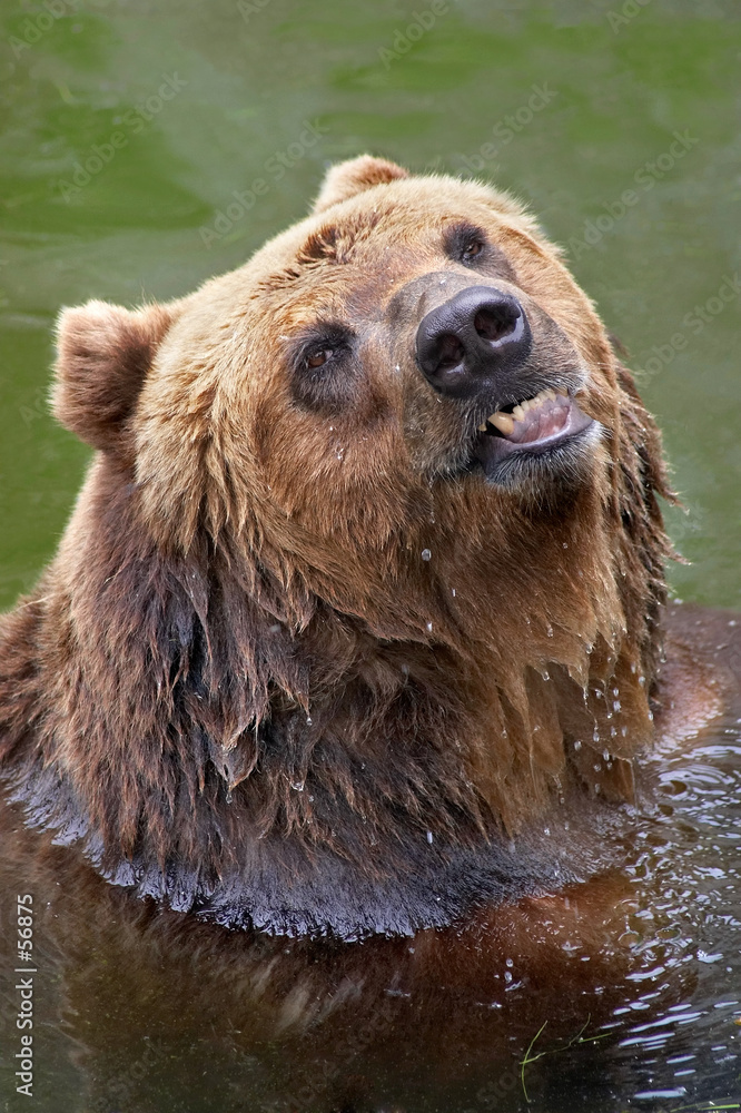 Obraz premium brown bear taking a bath