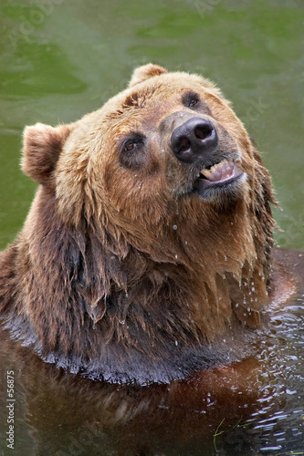 brown bear taking a bath
