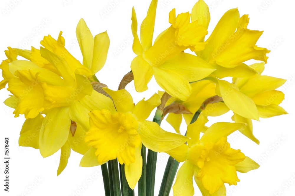 Fototapeta premium daffodils