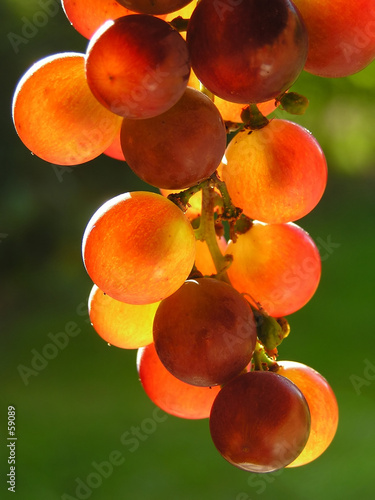red grapes #59089