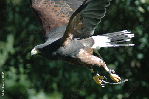 hawk in flight