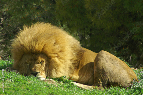 lion endormi