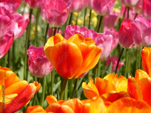tulips