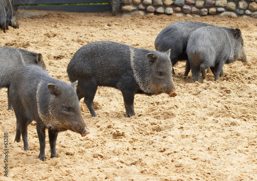 mini-pigs photo