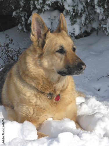 snow dog