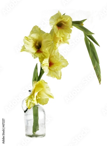 isolated flower