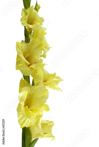 flower boarder