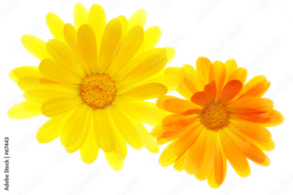 flower flower