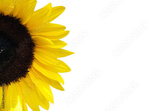 tournesol détouré photo